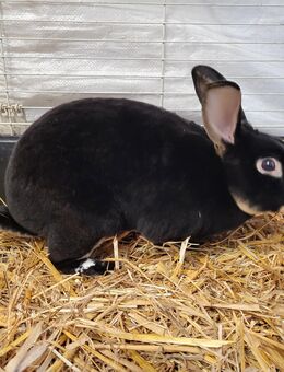 Otter Rex Kaninchen - Warmsen