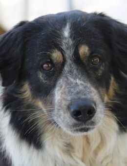 Bente, geb. ca. 04/2020, Griechenland - Markdorf