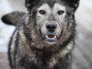 lieber Familienhund Olle in SH - Augsburg