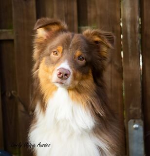 Australian Shepherd Marlin sucht seine für immer Familie