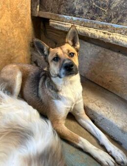 Dugó, verspielter Akitamix, ca. 1 Jahr, - Vaterstetten