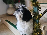 Shih Tzu Welpe - Männchen - Schwarz/Weiß - Witzenhausen