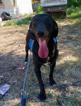 Thor💙zurückhaltender Rüde - Bad Karlshafen