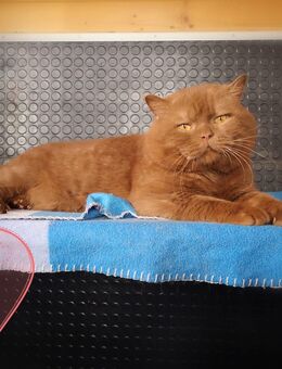 Reinrassiger BKH Kater mit Stammbaum,BG:B - Dortmund