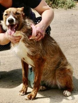 Nadia, aktiv, offen, lernwillig - Westerholt