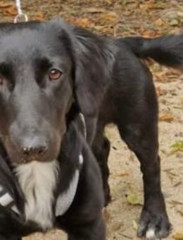 Wer gibt Dasty ein Zuhause? - Neuss