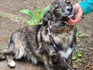 Verspielte kleine AYA sucht ♥️ - München