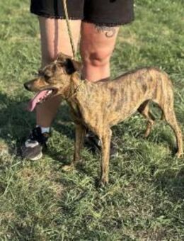 Cosmo wünscht sich ein Zuhause - Nordwalde