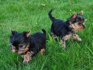 Yorkshire-Terrier Welpen, sofort abgabebereit, reinrassig mit Ahnentafel - Garrel