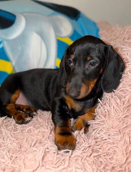 Dackel-Welpen - Halle (Saale)