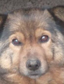 Timbo ist unser Pummelchen 🐾 - Elsdorf (Nordrhein-Westfalen)