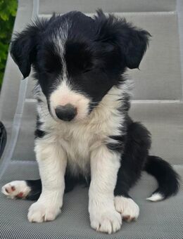 Border collie - Fuldatal
