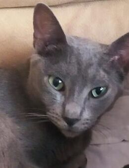 Fröhlicher Zaika in Köln (ALO) - Geisenheim