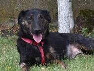 Lucie, Welpenhündin sucht Zuhause - Unterföhring