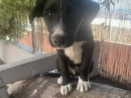 Enzo wartet auf sein Für-Immer-Zuhause - Grevenbroich