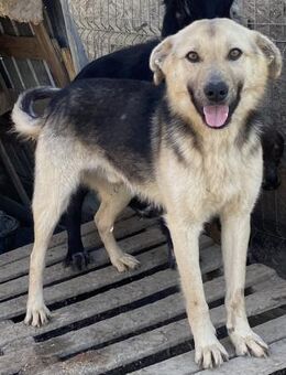 Clemens - verschmust und neugierig - Westerholt