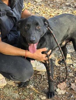 Zuwendungsbedürftiger netter ASRIEL ♥️ - München