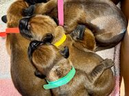 BGS Welpen - Bayrischer Gebirgsschweißhund - gewölft am 05.06.2025 - Diemelsee