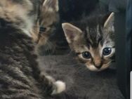 Hauskatzen suchen neues Zuhause - Jarmen