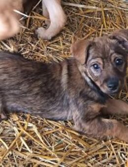 Mogyi sie sucht ein liebevolles Zuhause - Olsberg