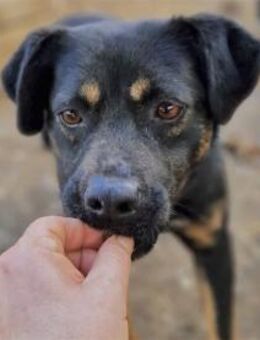 Anima - Pflegestelle oder Zuhause gesuch - Oberwies