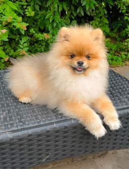 Pomeranian/Zwergspitz Rüde - Gummersbach