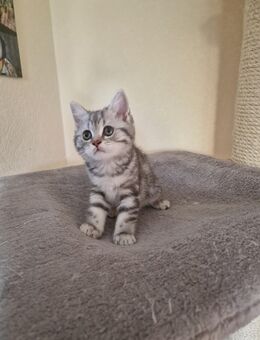 1 reinrassiger BKH kitten Kater ab 18.09.25 abzugeben - Magdala