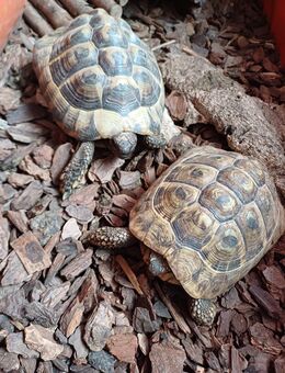 Griechische Landschildkröten - Neuhaus (Inn)