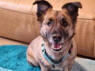 MARTI - liebevoller, sanfter Hundemann - Aerzen