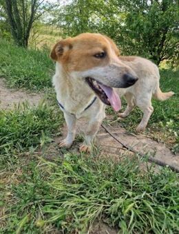 Louis; großes Löwenherz in kleinem Hund - Geilenkirchen
