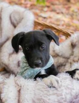 274368 - ich werde sicher dein Traumhund - Overath