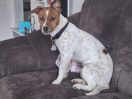 Jack Russel 10 Monate alt - Rabenau (Hessen)