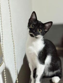 🐾Kater Dobby sucht ein Zuhause! ✨ - Freilassing