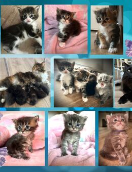 Zuckersüße reinrassige Maine Coon Kitten - Berlin