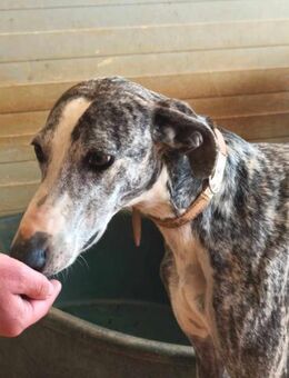 Chique - sucht ein Zuhause mit Zweithund - Rheine