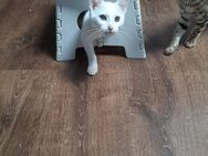 Kitten Paar suchen ein neues Zuhause - Furtwangen (Schwarzwald)