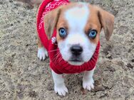 Abgabebereit! Französische Bulldogge x Mini Australian Shepherd Welpen