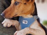 Zara sucht ein Zuhause - Elsenfeld