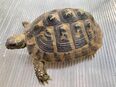 Weibliche Griechische Landschildkröte (Testudo hermanni-hermanni) in 79576