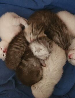 BKH Babykatzen - Homburg