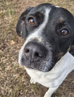 EMIL sucht eine liebe Familie - Erfurt