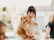 Maltipoo Welpen verschiedenfarbig - Meßkirch Zentrum