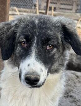 Hoya, geb. ca. 04/2022, GRIECHENLAND - Euskirchen