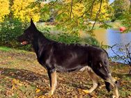 Osteuropäischer Schäferhund - Marl Zentrum