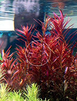 Rotala „Singapore Blood Red“ (Versand/ Abholung) - Mechernich