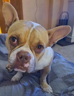 Pina möchte Einzelprinzessin sein - Donaueschingen