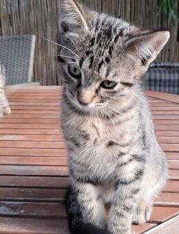 Kitten sucht ein liebevolles neues Zuhause - Bergneustadt