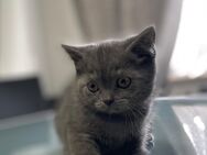 Reinrassiger BKH Kitten zu verkaufen - Aachen