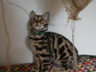 Süße, wunderschöne, reinrassige Bengalkitten mit Stammbaum - Treuchtlingen