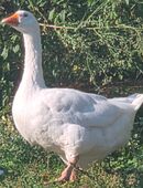 Diepholzer x Legegans abzugeben in 03253